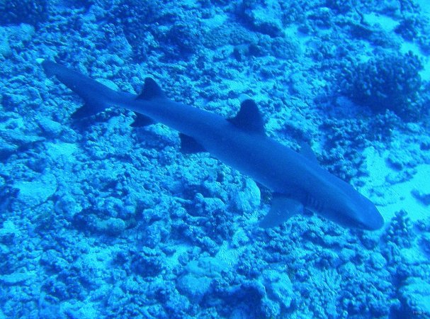 50- Requin aileron blanc de lagon 